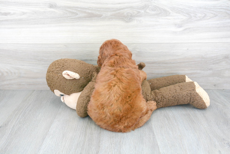 Happy Mini Goldendoodle Baby