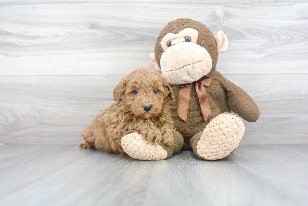 Best Mini Goldendoodle Baby