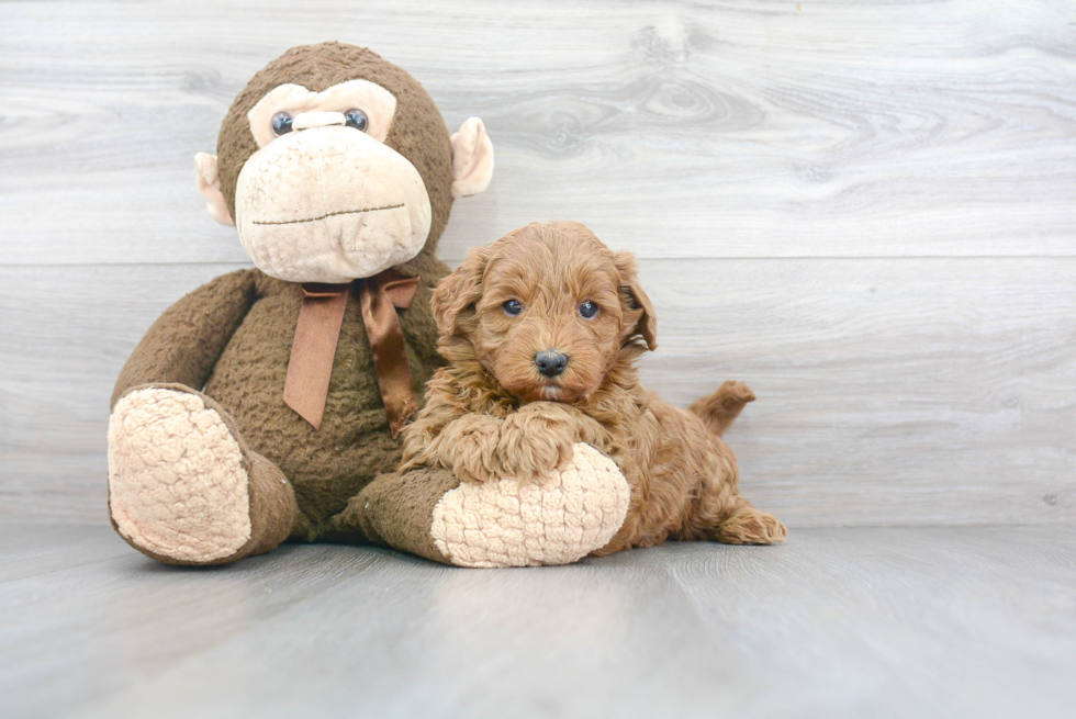 Smart Mini Goldendoodle Poodle Mix Pup