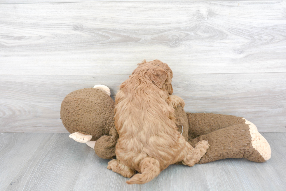 Mini Goldendoodle Pup Being Cute