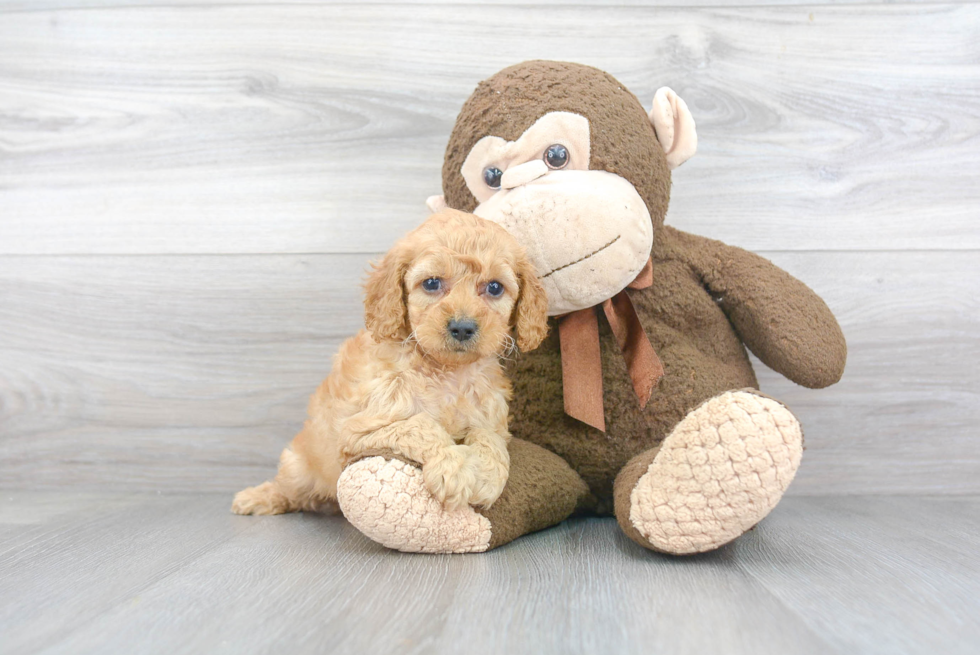 Best Mini Goldendoodle Baby