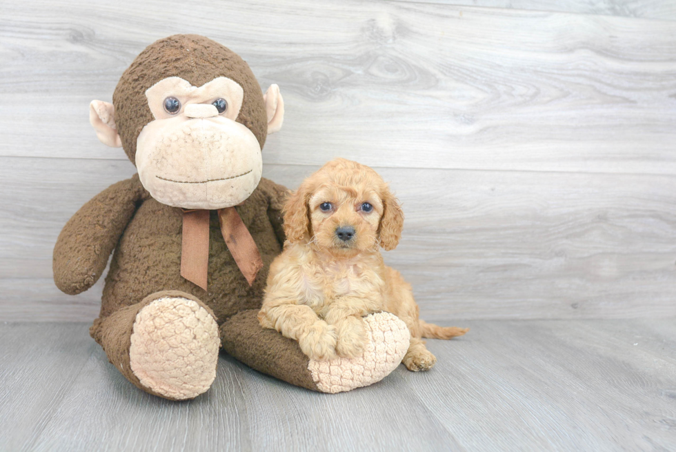 Mini Goldendoodle Puppy for Adoption