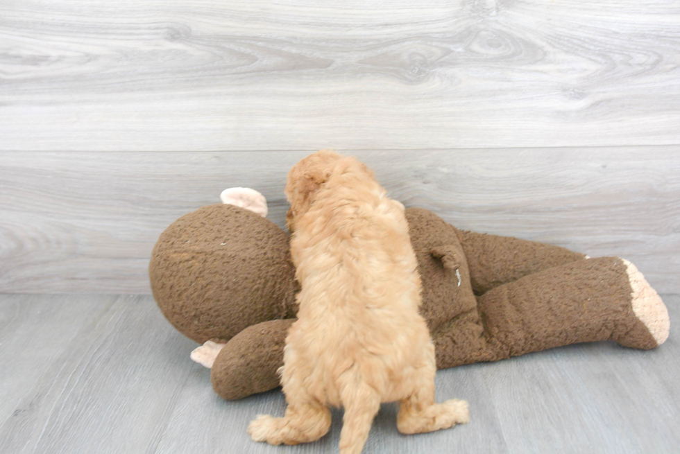 Best Mini Goldendoodle Baby