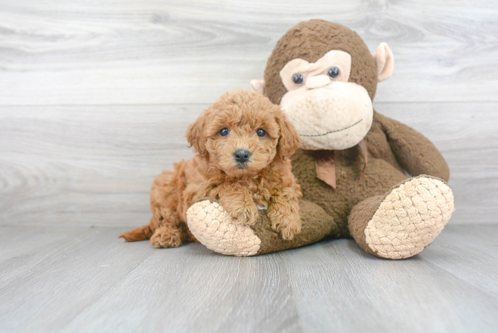 Mini Goldendoodle Pup Being Cute