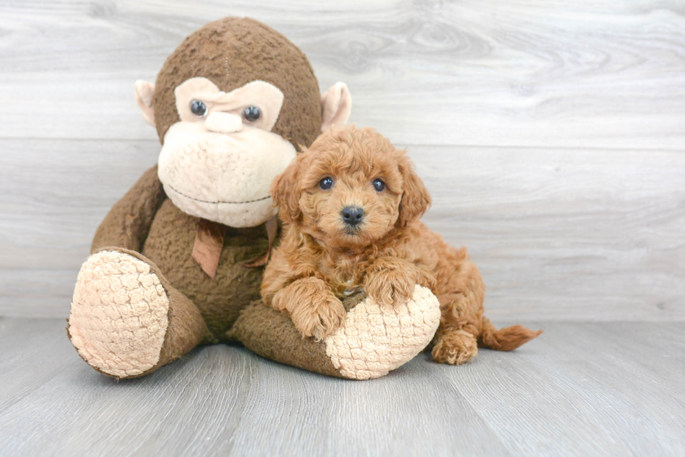 Mini Goldendoodle Puppy for Adoption