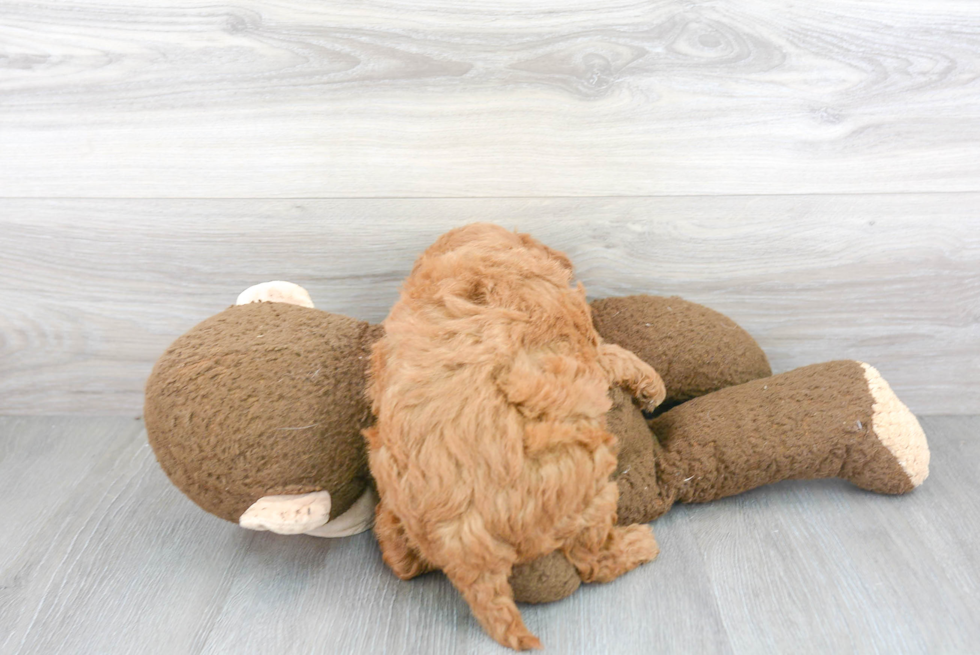 Mini Goldendoodle Pup Being Cute