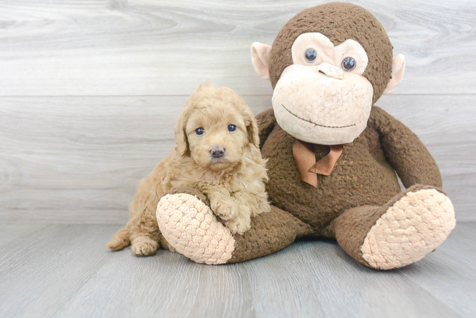 Mini Goldendoodle Pup Being Cute