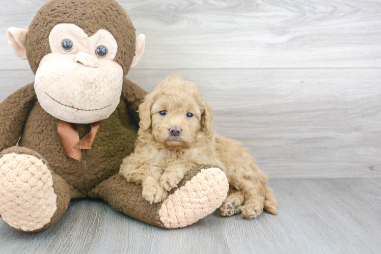 Mini Goldendoodle Puppy for Adoption