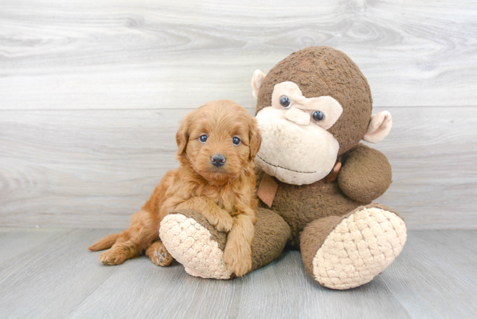 Mini Goldendoodle Pup Being Cute