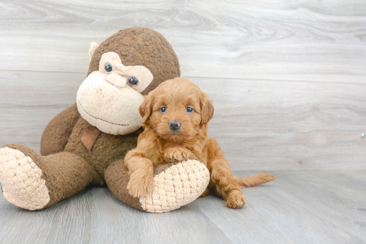 Sweet Mini Goldendoodle Baby