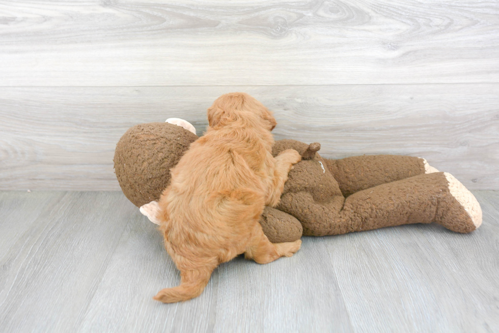 Playful Golden Retriever Poodle Mix Puppy