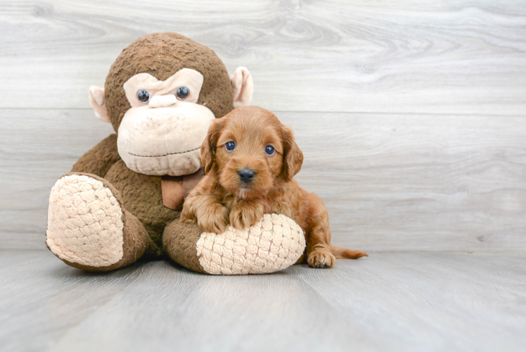 Mini Goldendoodle Pup Being Cute