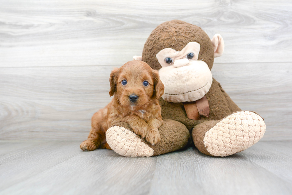 Little Golden Retriever Poodle Mix Puppy