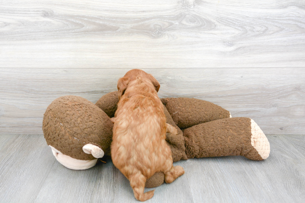 Smart Mini Goldendoodle Poodle Mix Pup