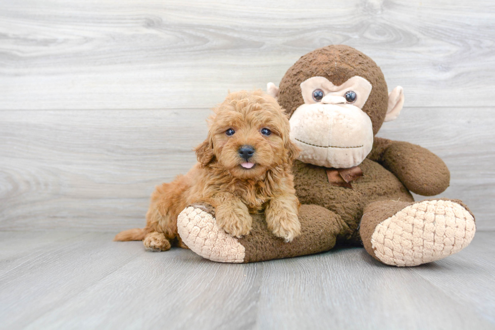 Energetic Golden Retriever Poodle Mix Puppy