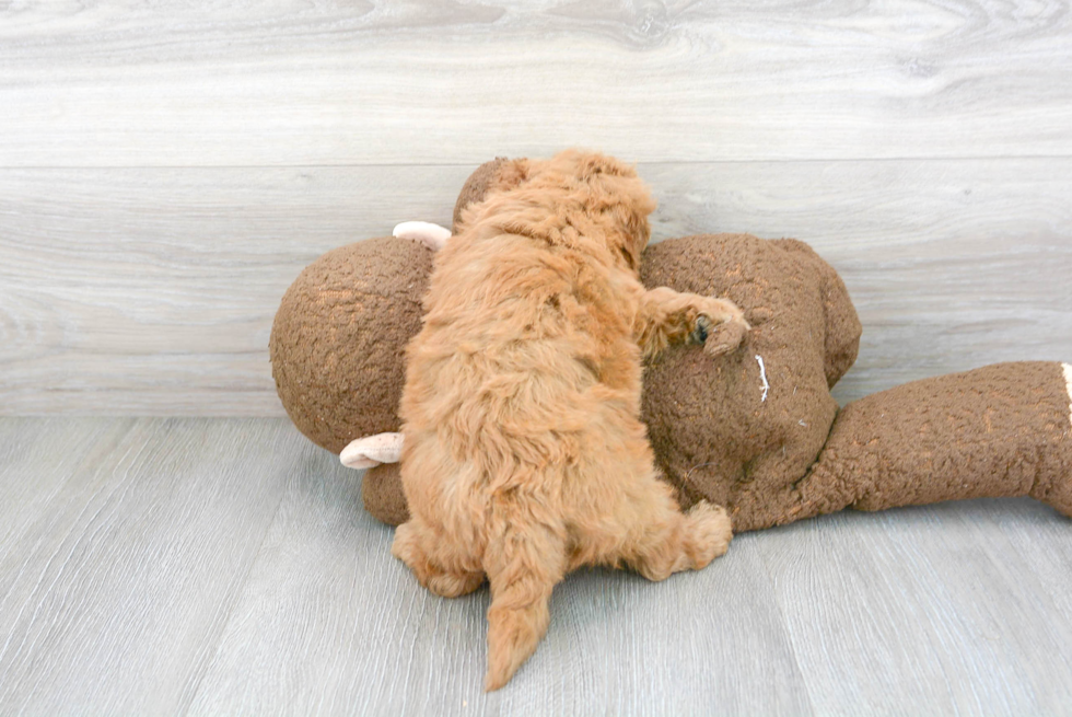 Fluffy Mini Goldendoodle Poodle Mix Pup