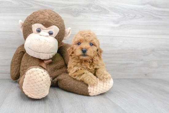 Mini Goldendoodle Pup Being Cute