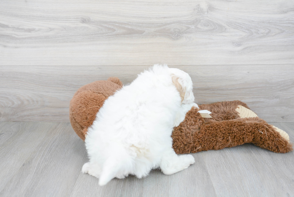 Friendly Mini Goldendoodle Baby