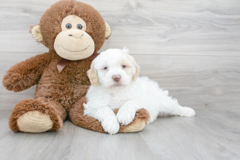 Mini Goldendoodle Pup Being Cute