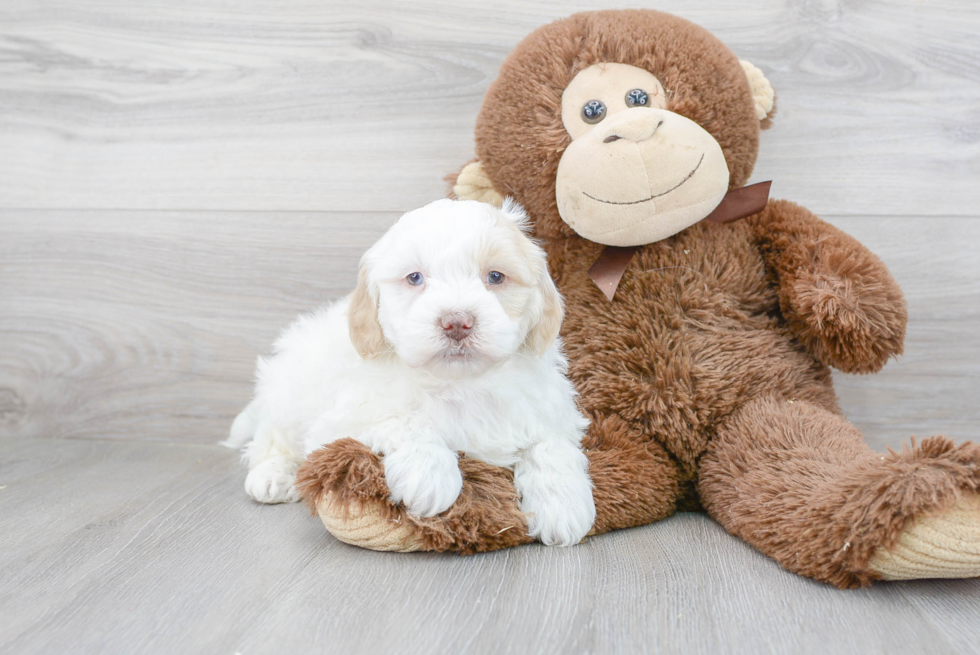 Mini Goldendoodle Pup Being Cute