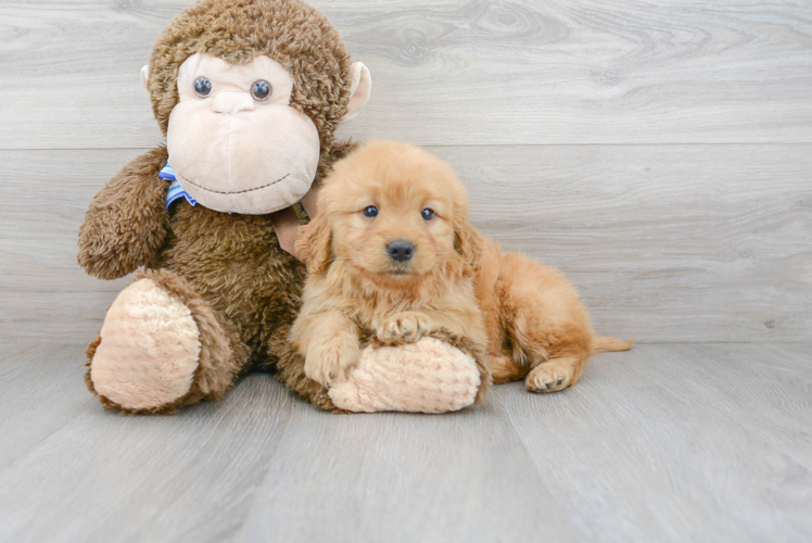 Best Mini Goldendoodle Baby