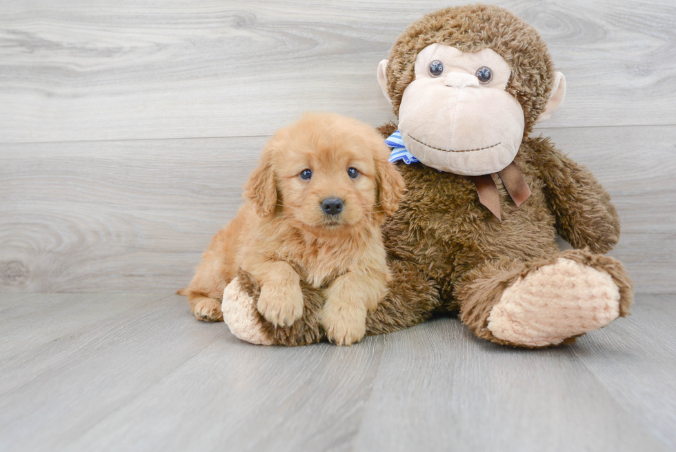 Best Mini Goldendoodle Baby