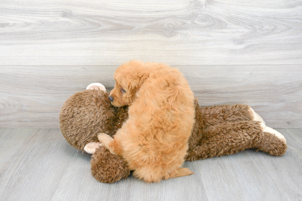 Best Mini Goldendoodle Baby