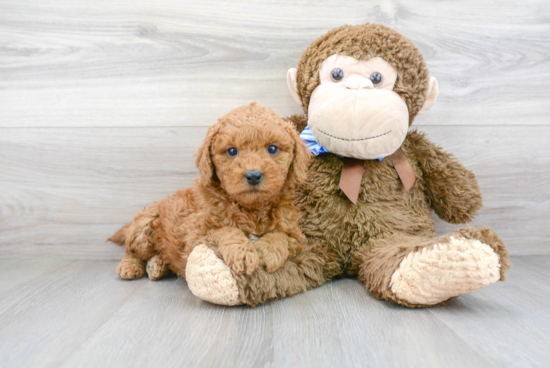 Funny Mini Goldendoodle Poodle Mix Pup