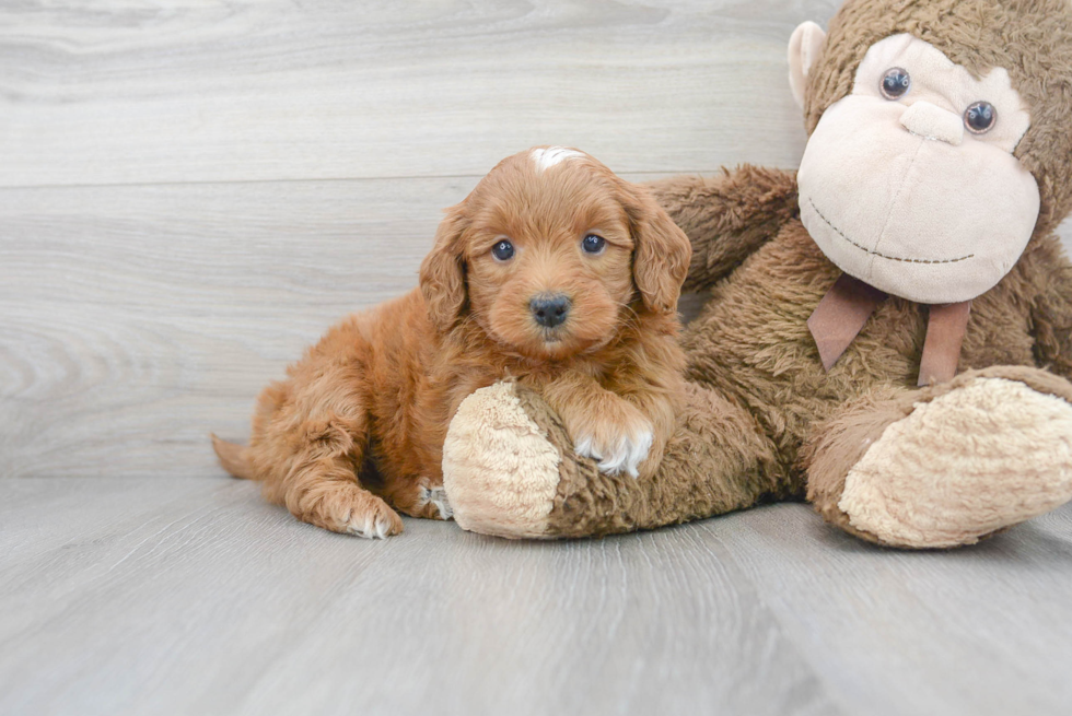 Mini Goldendoodle Puppy for Adoption