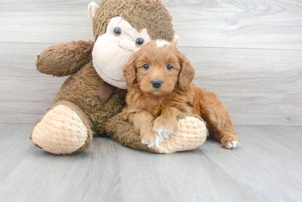 Mini Goldendoodle Puppy for Adoption