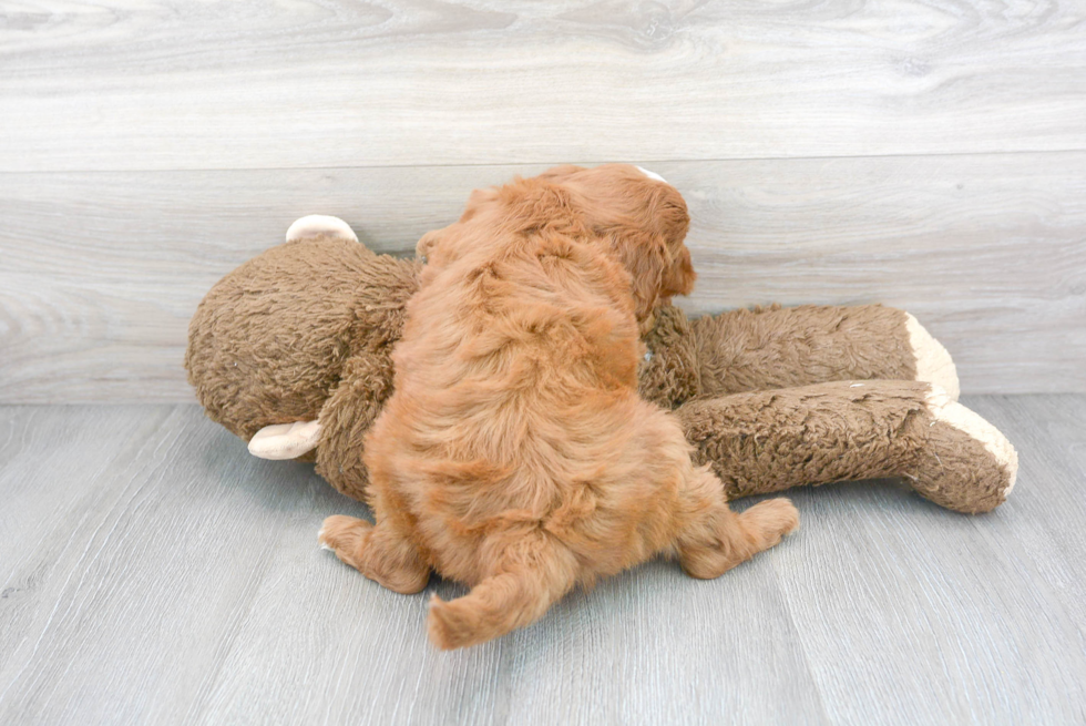 Hypoallergenic Golden Retriever Poodle Mix Puppy