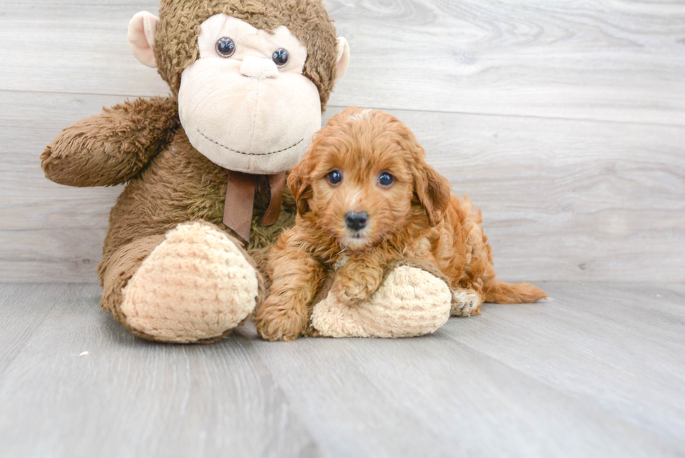 Mini Goldendoodle Pup Being Cute