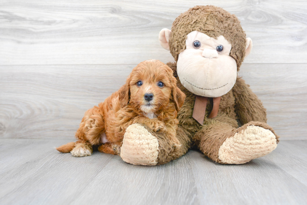 Best Mini Goldendoodle Baby