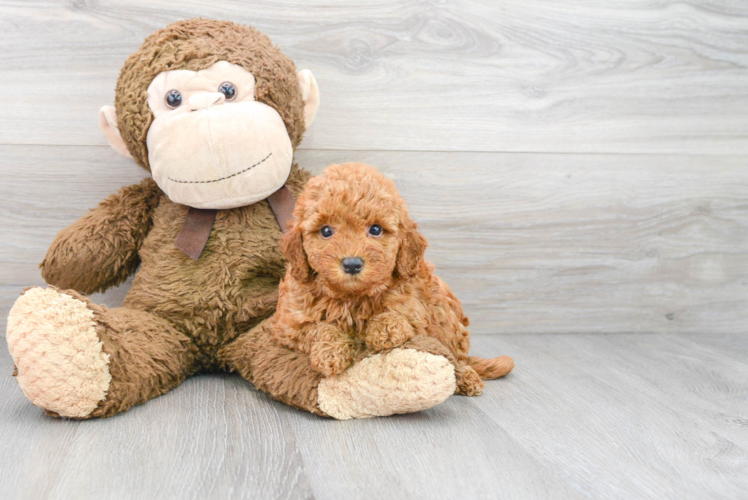 Mini Goldendoodle Pup Being Cute