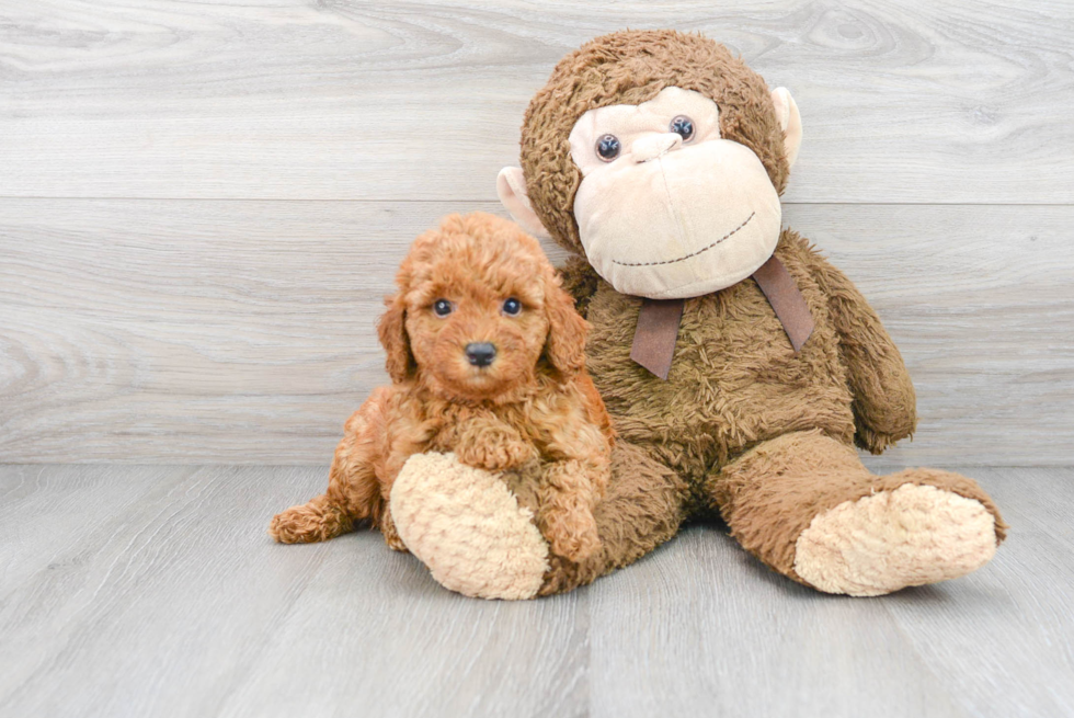 Petite Mini Goldendoodle Poodle Mix Pup