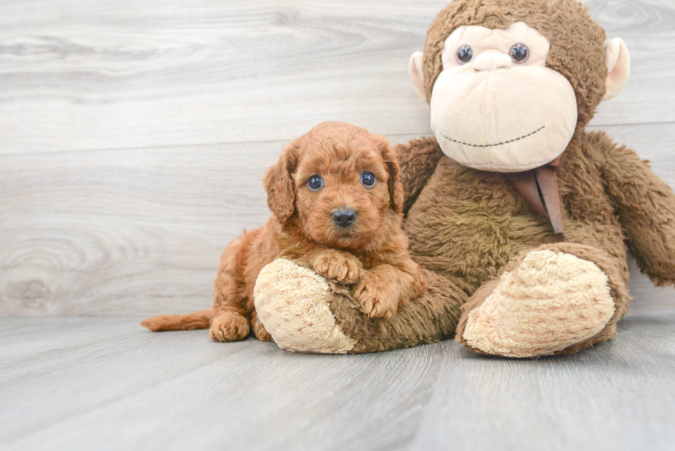 Sweet Mini Goldendoodle Baby