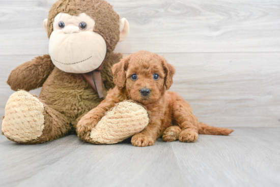 Best Mini Goldendoodle Baby