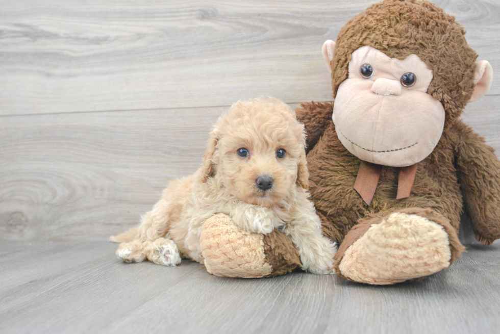 Sweet Mini Goldendoodle Baby