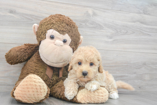 Little Golden Retriever Poodle Mix Puppy