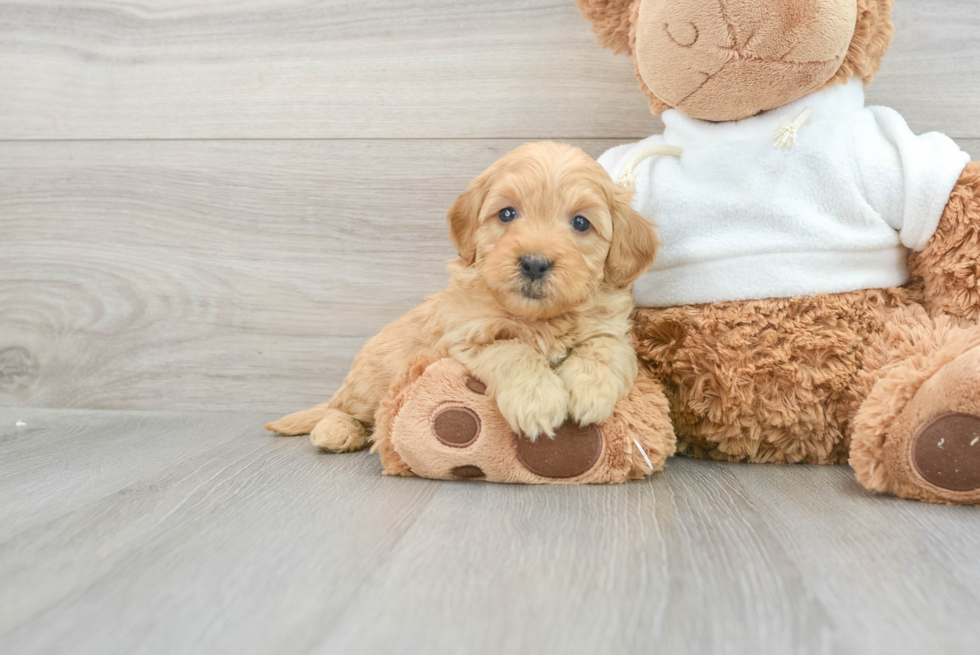 Petite Mini Goldendoodle Poodle Mix Pup