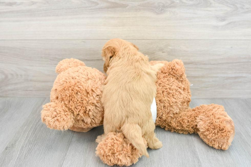 Mini Goldendoodle Pup Being Cute