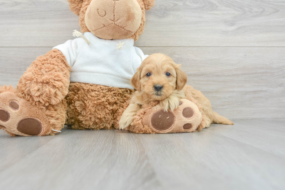 Mini Goldendoodle Pup Being Cute