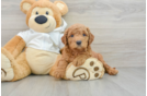 Popular Mini Goldendoodle Poodle Mix Pup