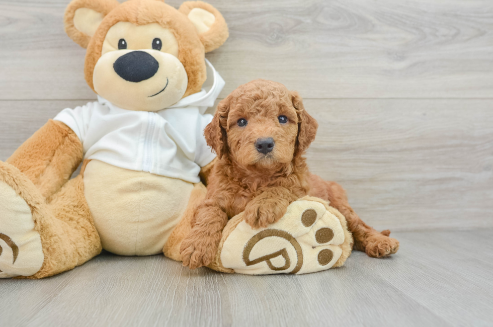 5 week old Mini Goldendoodle Puppy For Sale - Premier Pups