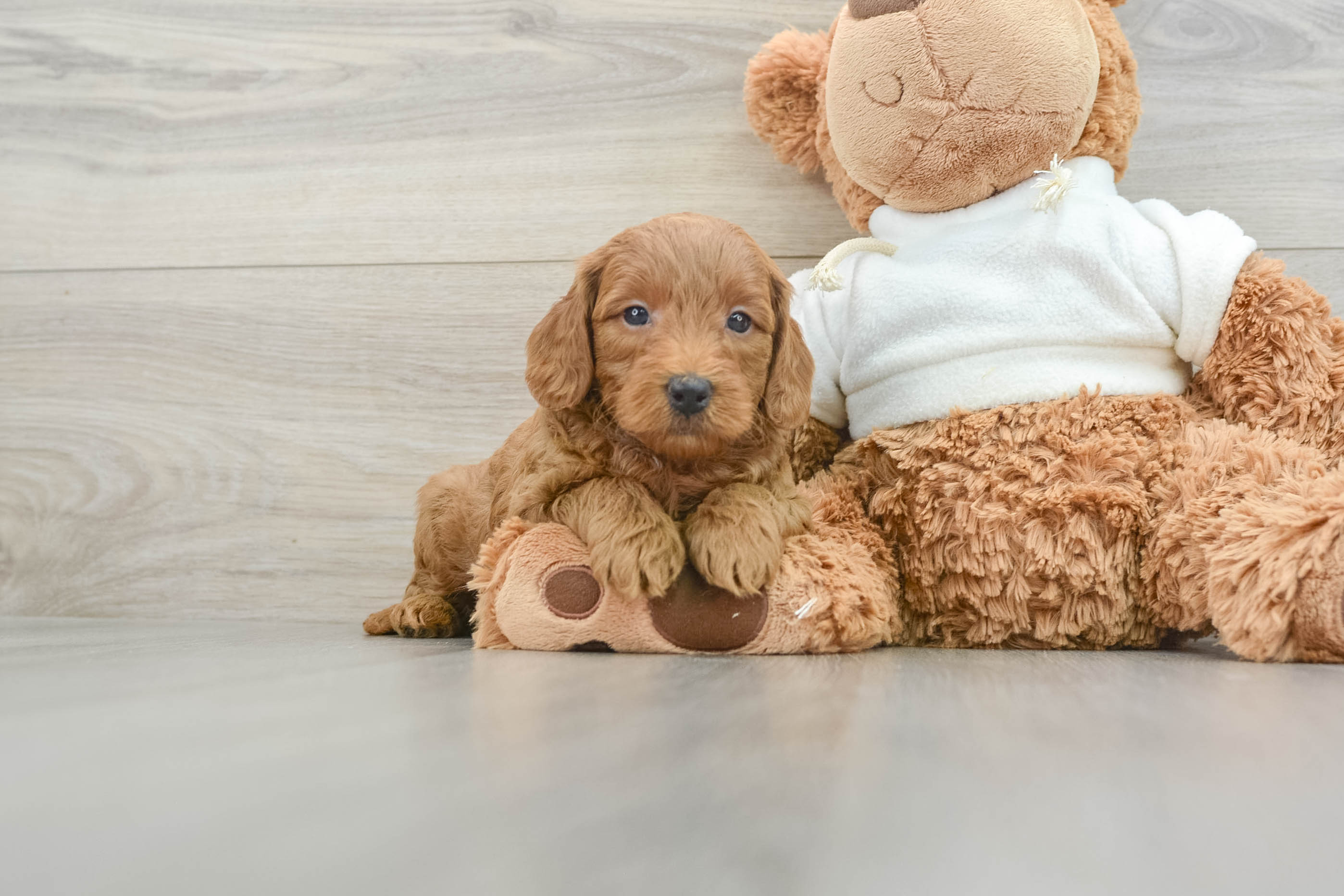 Best Mini Goldendoodle Baby
