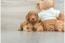 Best Mini Goldendoodle Baby