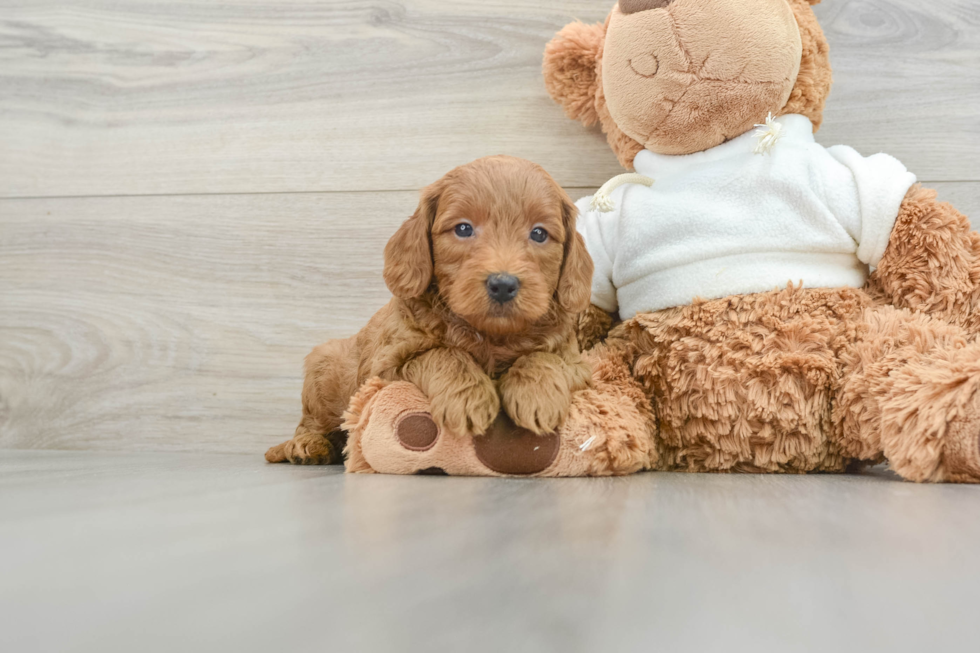 Best Mini Goldendoodle Baby