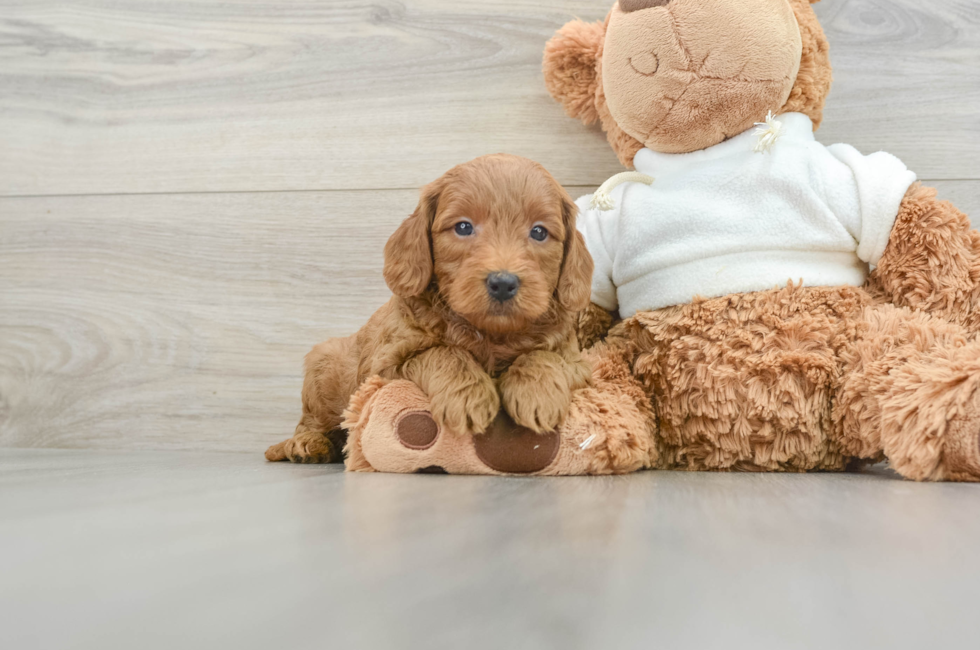 6 week old Mini Goldendoodle Puppy For Sale - Premier Pups