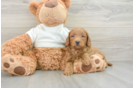 Mini Goldendoodle Puppy for Adoption