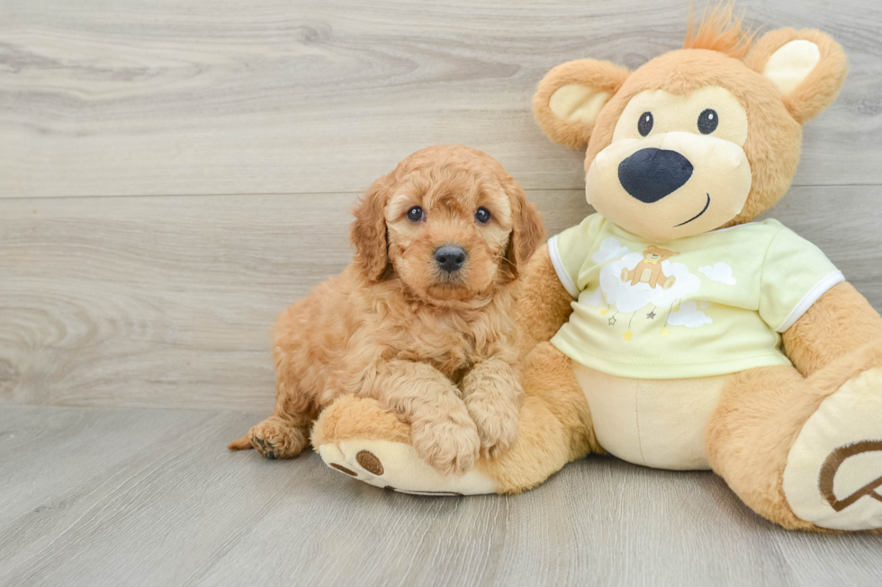 Mini Goldendoodle Puppy for Adoption